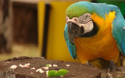Empresário de Atibaia é selecionado para participar de Programa de Ecoturismo no Pantanal