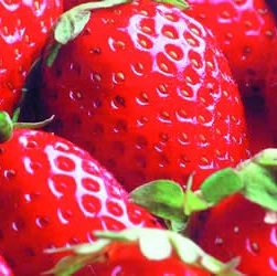 Atibaia é destaque na produção de Morango
